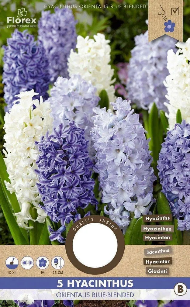 LILLESIBUL HÜATSINT FLOREX ORIENTALIS BLUE-BLENDED 5TK PAKIS