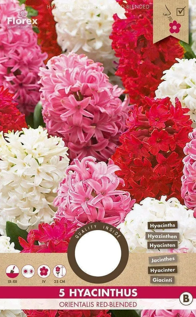 LILLESIBUL HÜATSINT FLOREX ORIENTALIS RED-BLENDED 5TK PAKIS