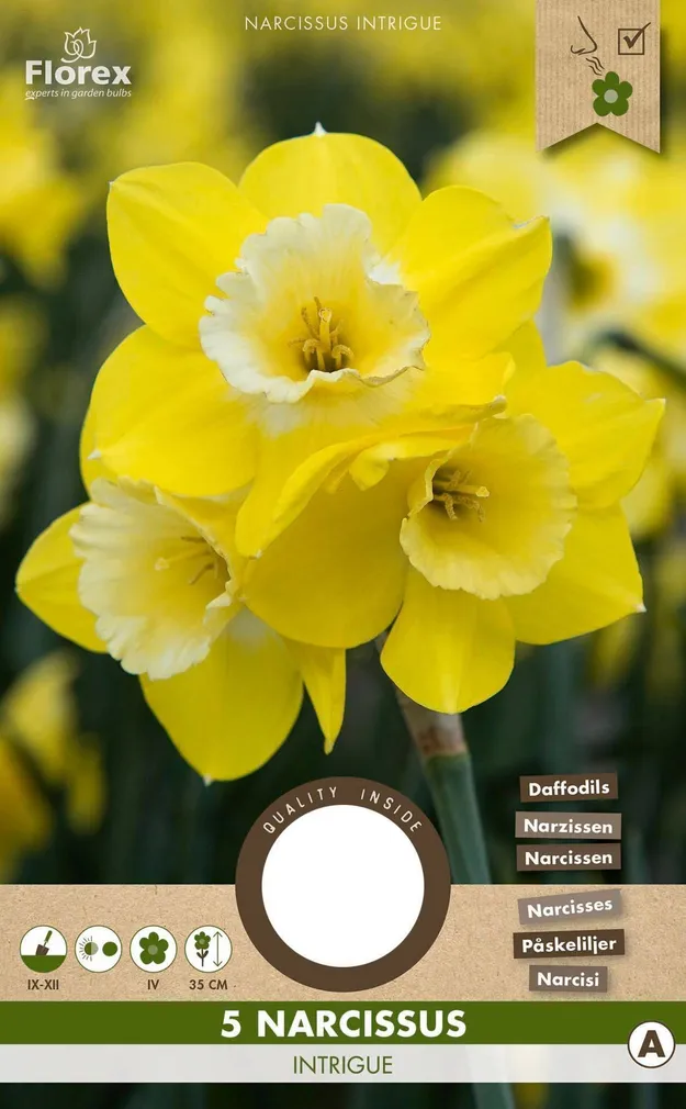 LILLESIBUL NARTSISS FLOREX INTRIGUE 5TK PAKIS