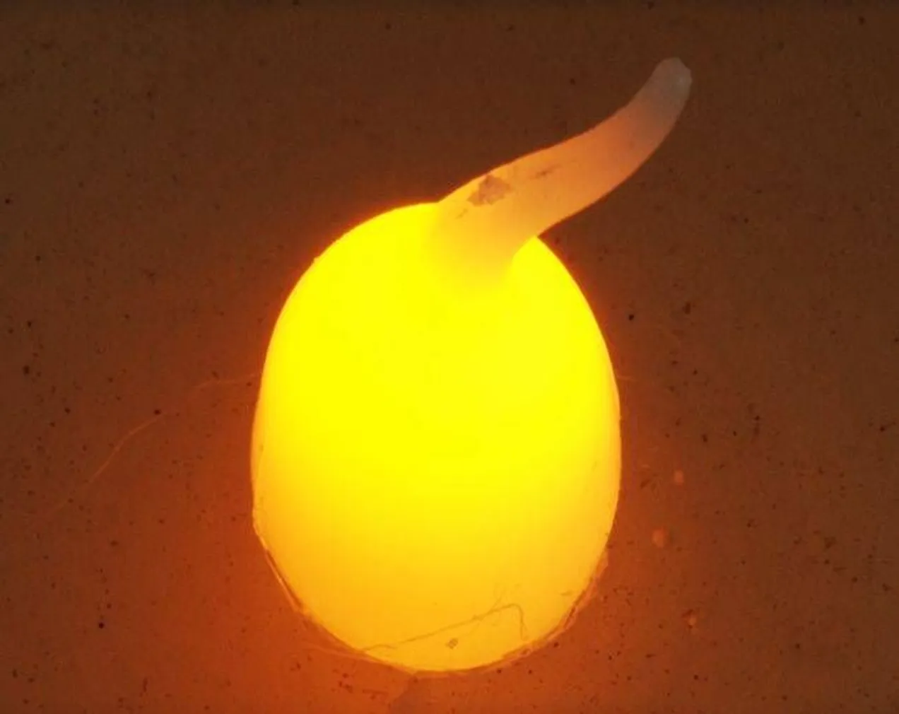 LED KÜÜNAL Ø7X13CM TAIMERIGA PATAREI TOITEL VALGE