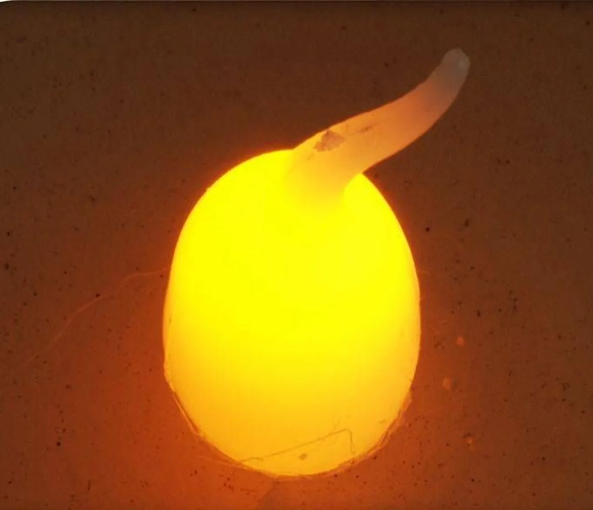 LED KÜÜNAL Ø7X9CM TAIMERIGA PATAREI TOITEL PUNANE