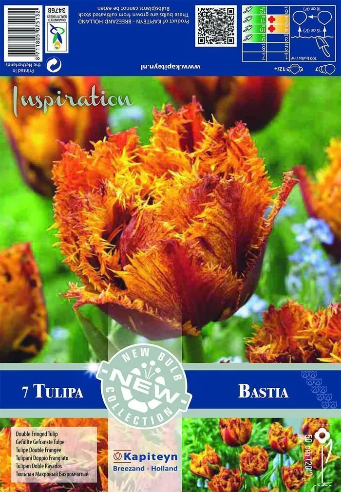 LILLESIBUL KAPITEYN TOPELTÕIELINE TULP FRINGED BASTIA 7TK PAKIS