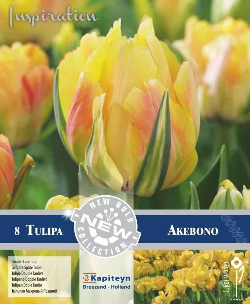 LILLESIBUL KAPITEYN TOPELTÕIELINE HILINE TULP AKEBONO 8TK PAKIS