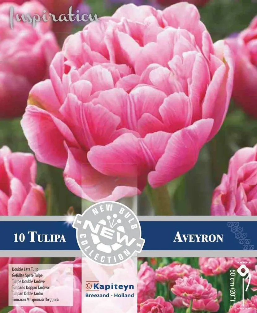 LILLESIBUL KAPITEYN TOPELTÕIELINE HILINE TULP AVEYRON 10TK PAKIS