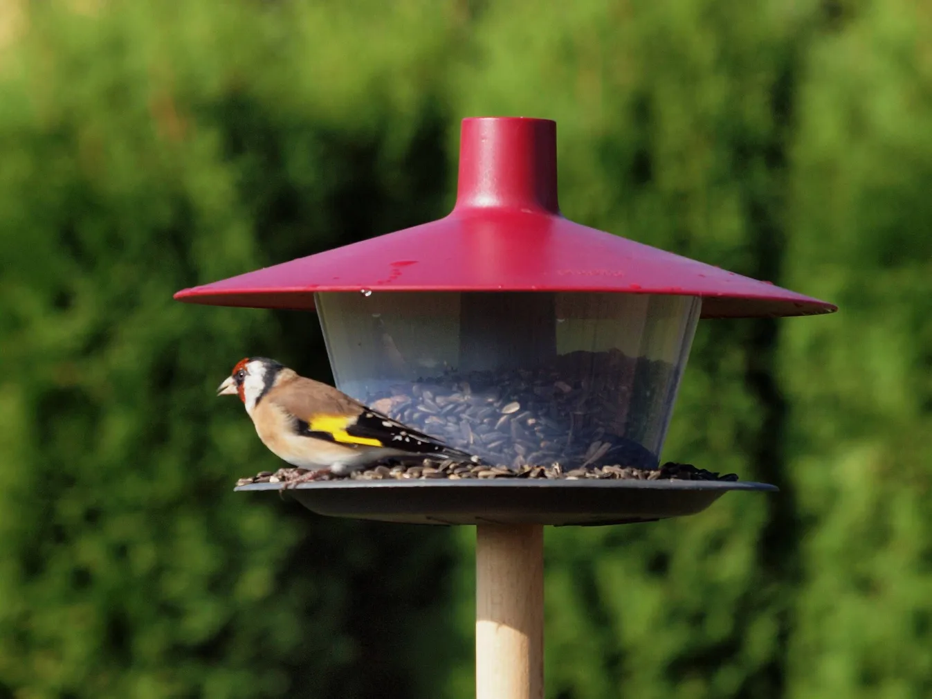 LINNUMAJA FINCH TUMEPUNANE