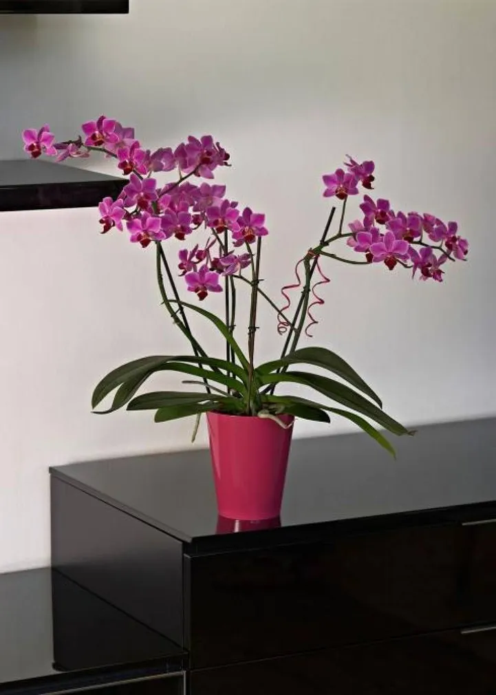 ORHIDEEPOTT CLIVO 12,5CM TUMEROOSA