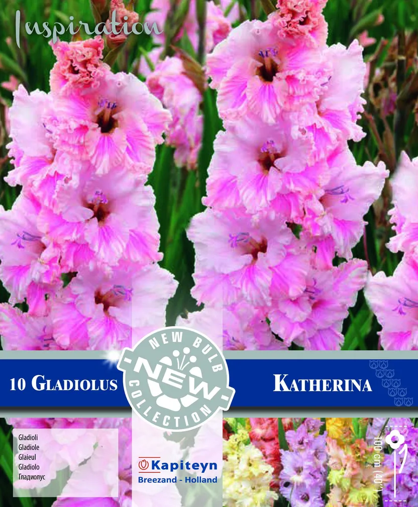 GOFREERITUD GLADIOOL KAPITEYN "KATHERINA" 10TK PAKIS