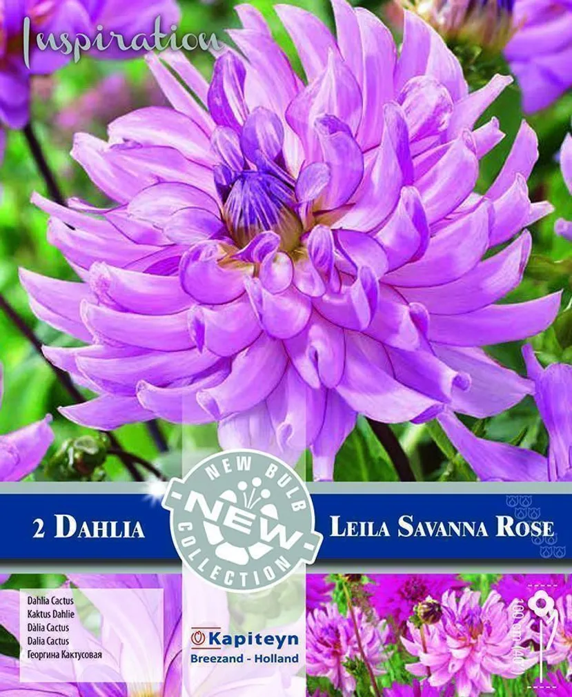 KAKTUSDAALIA KAPITEYN "LEILA SAVANNAH ROSE" 2TK PAKIS