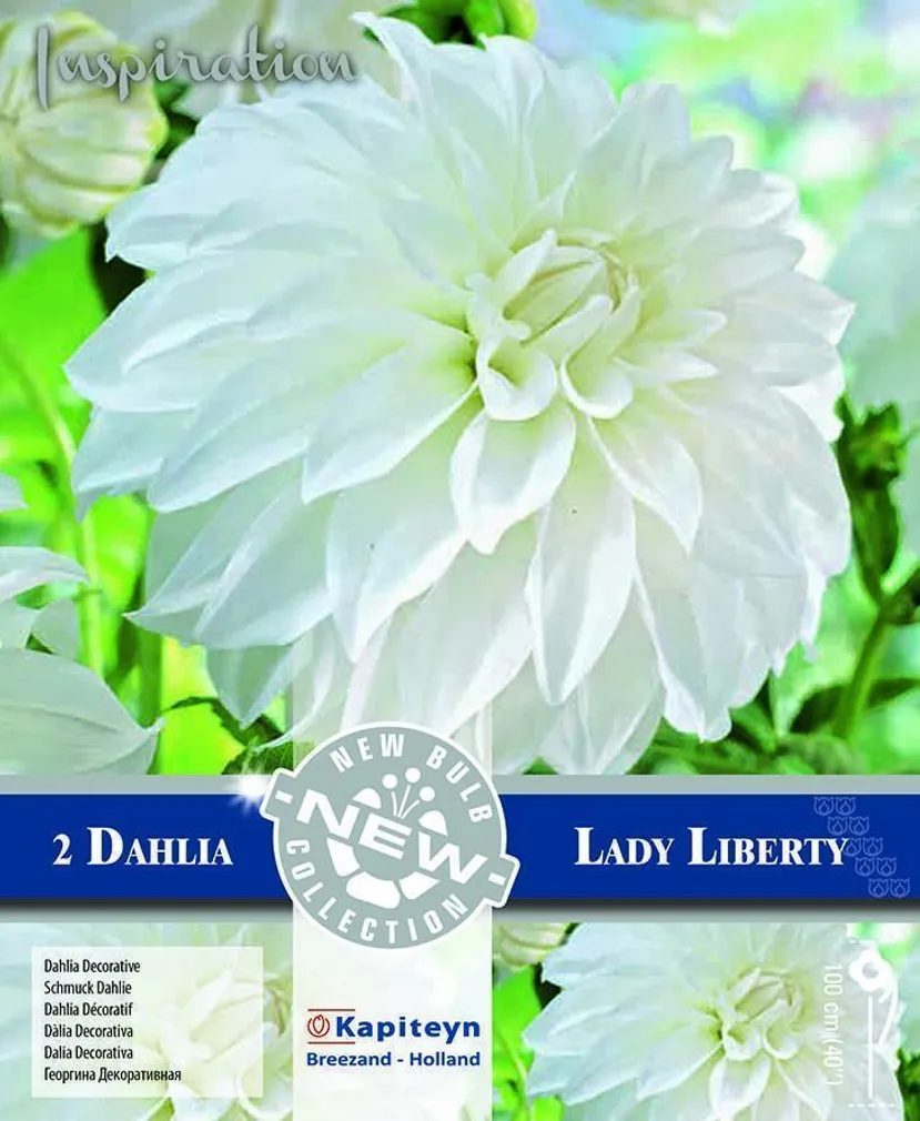 DEKORATIIVDAALIA KAPITEYN "LADY LIBERTY" 2TK PAKIS