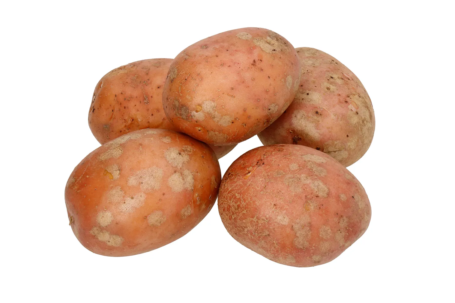SEEMNEKARTUL BALTIC AGRO "LAURA" 2,5KG