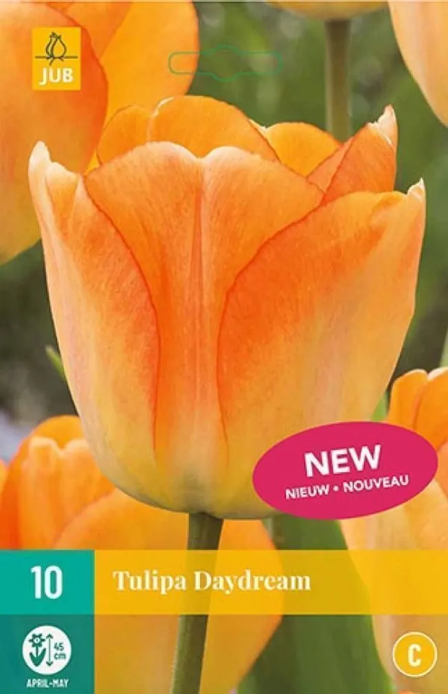LILLESIBUL JUB TULP DAYDREAM 10TK PAKIS