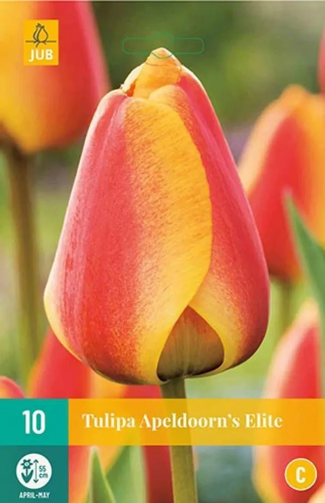 LILLESIBUL TULP APELDOORNS ELITE 10TK