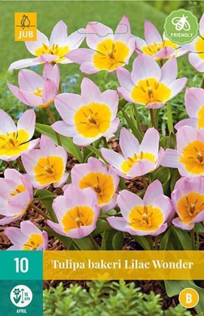 LILLESIBUL JUB TULP BAKERI LILAC WONDER 10TK PAKIS