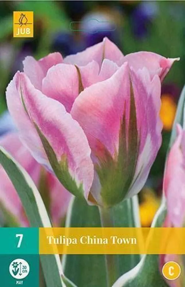 LILLESIBUL TULP CHINA TOWN 7TK