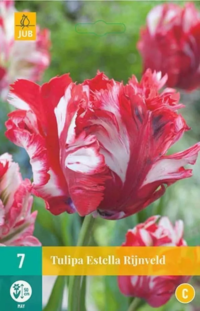 LILLESIBUL JUB TULP ESTELLA RIJNVELD 7TK PAKIS