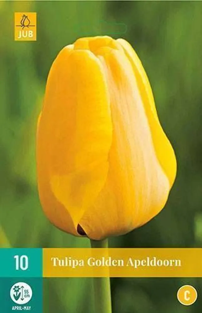 LILLESIBUL TULP GOLDEN APELDOORN 10TK