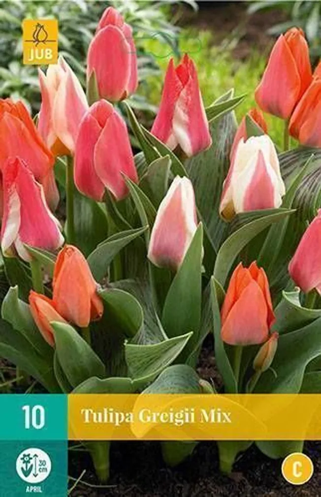 LILLESIBUL TULP GREIGII MIX 10TK