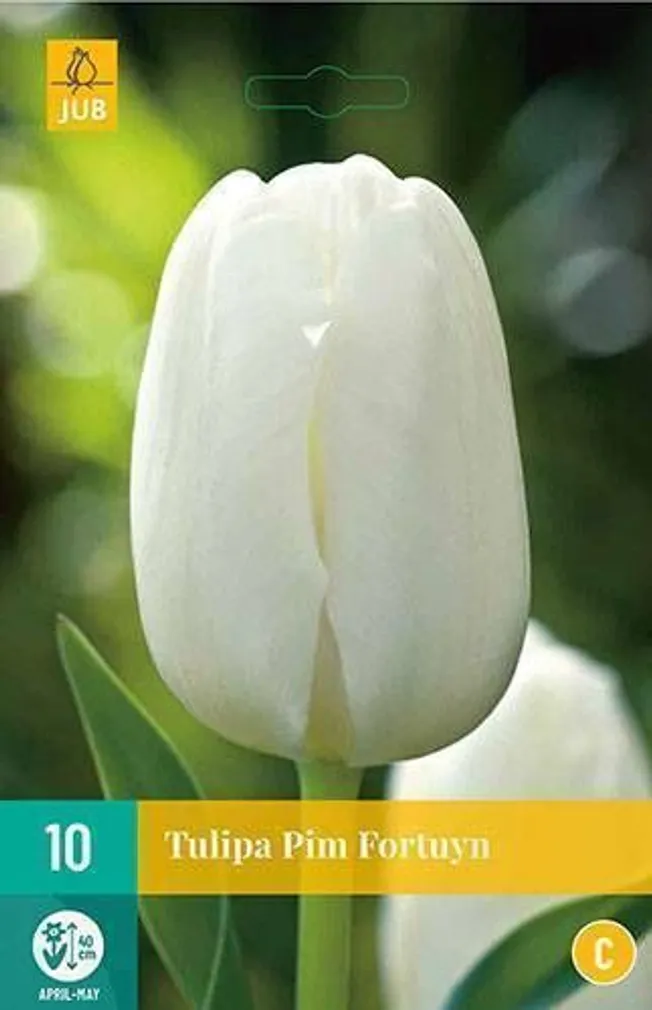 LILLESIBUL TULP PIM FORTUYN 10TK