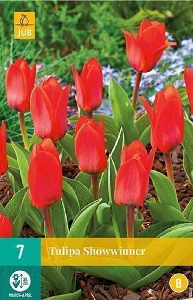 LILLESIBUL JUB TULP SHOWWINNER 7TK PAKIS