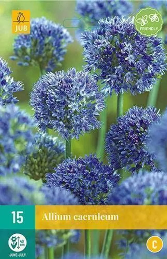 LILLESIBUL LAUK ALLIUM CAERULEUM 15TK