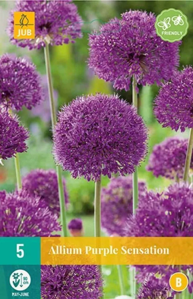 LILLESIBUL JUB LAUK ALLIUM PURPLE SENSATION 5TK PAKIS
