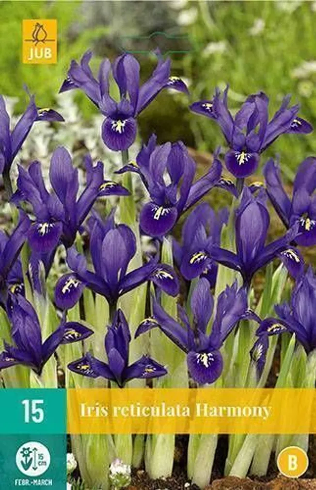 LILLESIBUL IIRIS HARMONY 15TK