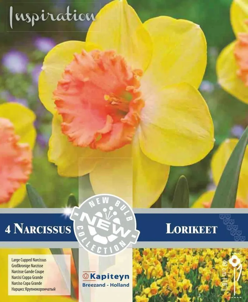 LILLESIBUL KAPITEYN SUURE LISAKROONIGA NARTSISS "LORIKEET"