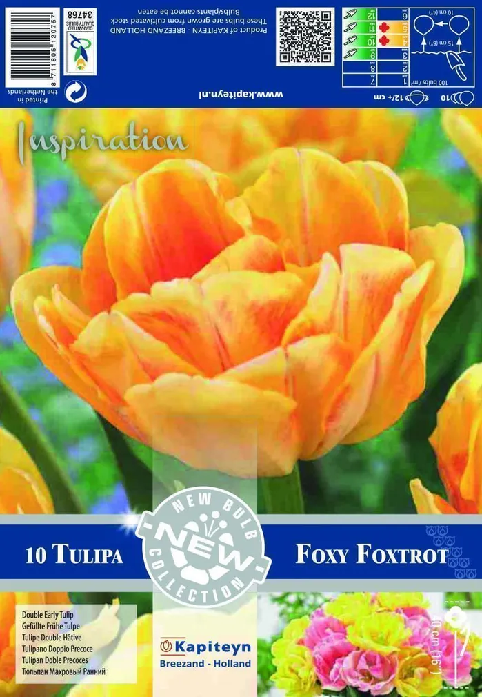 LILLESIBUL KAPITEYN TÄIDISÕIELINE TULP "FOXY FOXTROT"