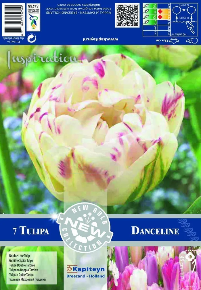 LILLESIBUL KAPITEYN HILINE TÄIDISÕIELINE TULP "DANCELINE"