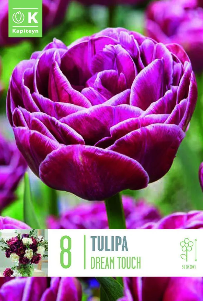 LILLESIBUL KAPITEYN HILINE TÄIDISÕIELINE TULP "DREAM TOUCH"