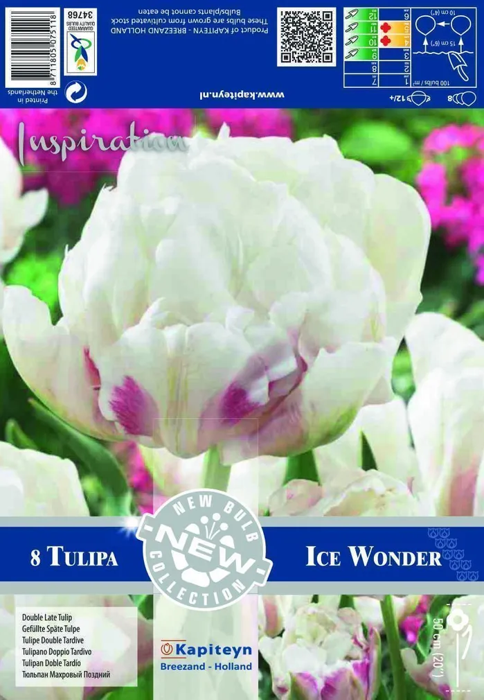 LILLESIBUL KAPITEYN HILINE TÄIDISÕIELINE TULP "ICE WONDER"
