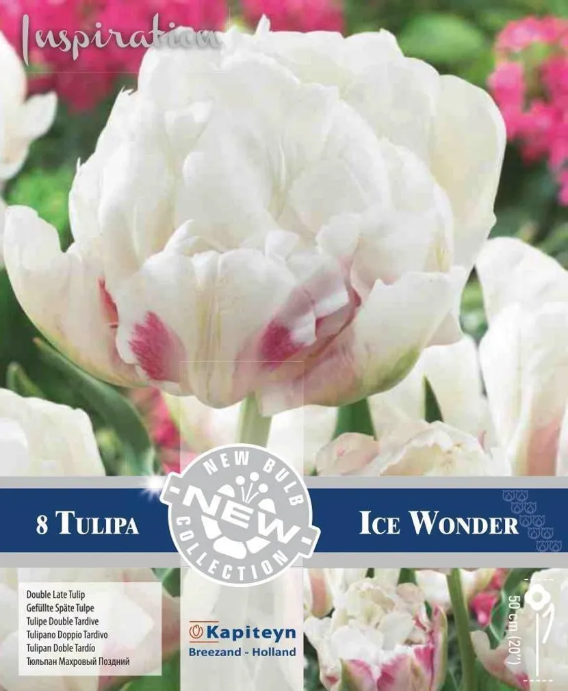 LILLESIBUL KAPITEYN HILINE TÄIDISÕIELINE TULP "ICE WONDER"