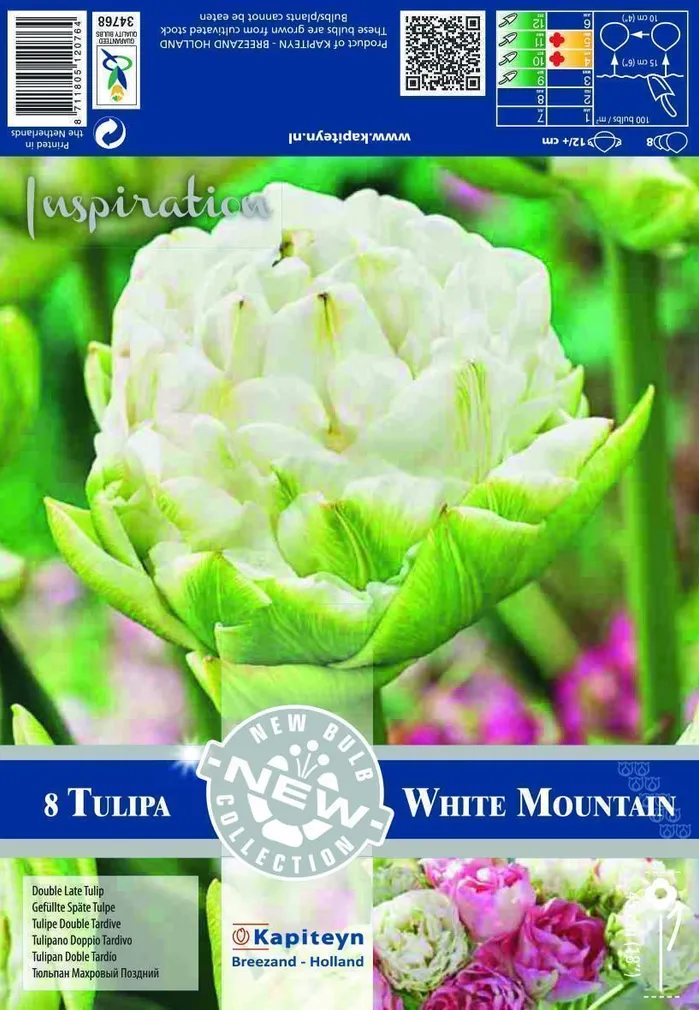 LILLESIBUL KAPITEYN TÄIDISÕIELINE TULP "WHITE MOUNTAIN"