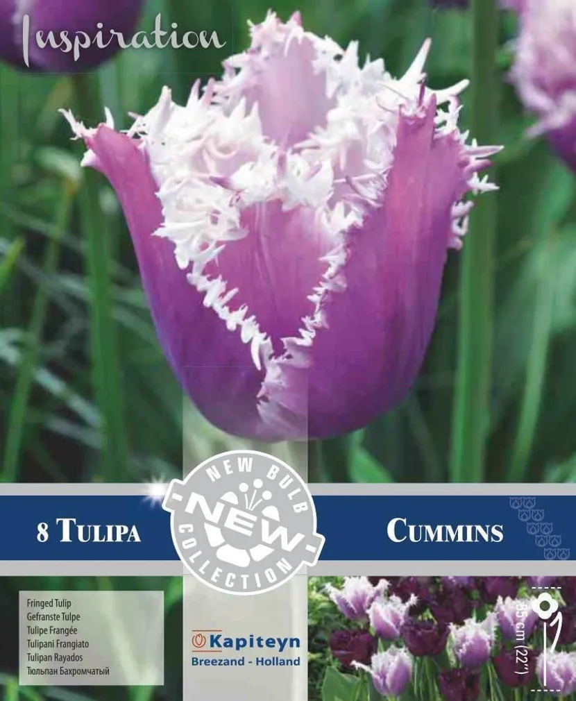 LILLESIBUL KAPITEYN NARMASÕIELINE TULP "CUMMINS"