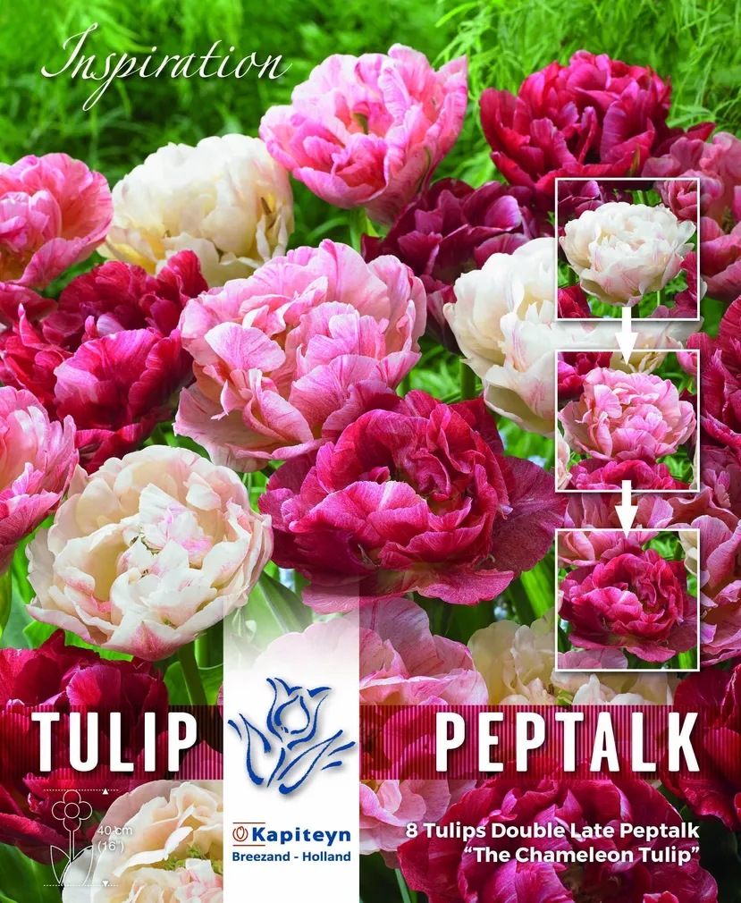 LILLESIBUL KAPITEYN TÄIDISÕIELINE TULP "PEPTALK"