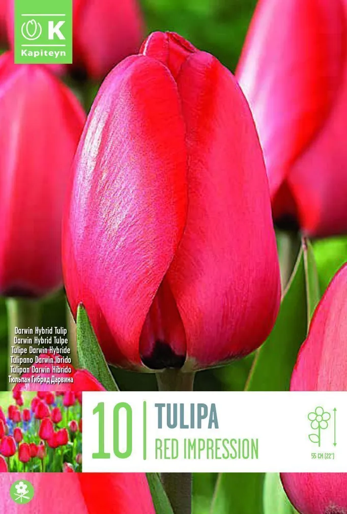 LILLESIBUL KAPITEYN DRAWINHÜBRIIDTULP "RED IMPRESSION"