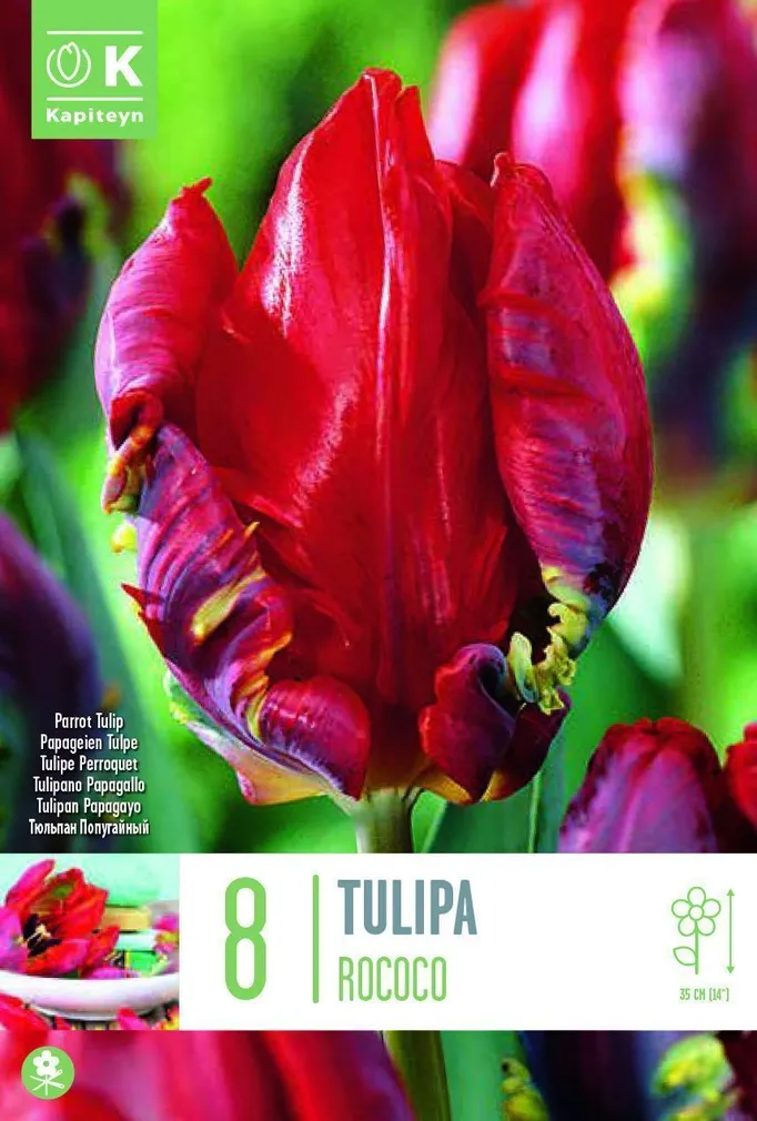 LILLESIBUL KAPITEYN PAPAGOITULP "ROCOCO"