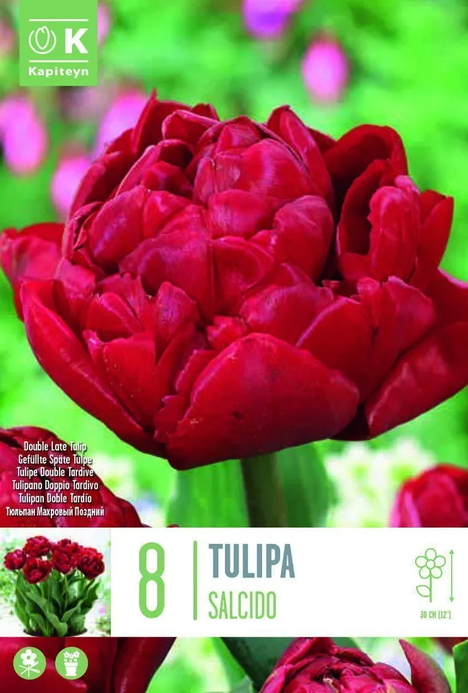 LILLESIBUL KAPITEYN TÄIDISÕIELINE TULP "SALCIDO"