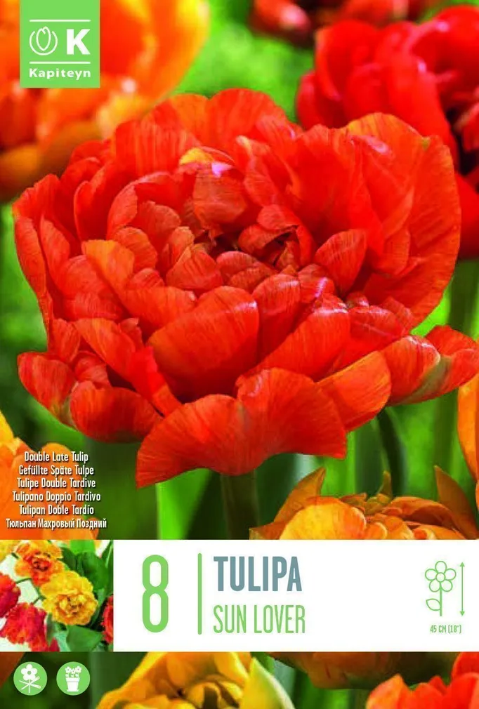 LILLESIBUL KAPITEYN TÄIDISÕIELINE TULP "SUN LOVER"