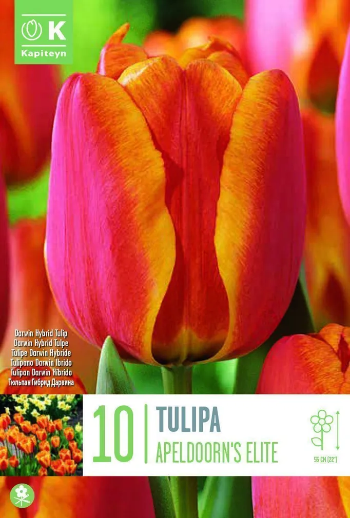 LILLESIBUL KAPITEYN DARWINHÜBRIIDTULP "APELDOORN'S ELITE"