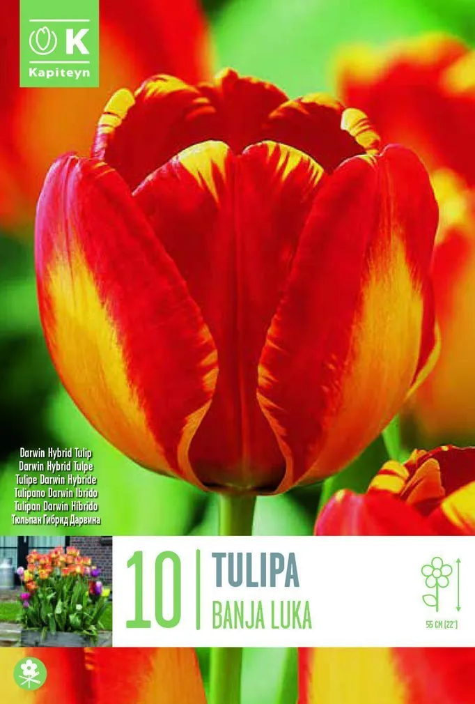 LILLESIBUL KAPITEYN DARWINHÜBRIIDTULP "BANJA LUKA"