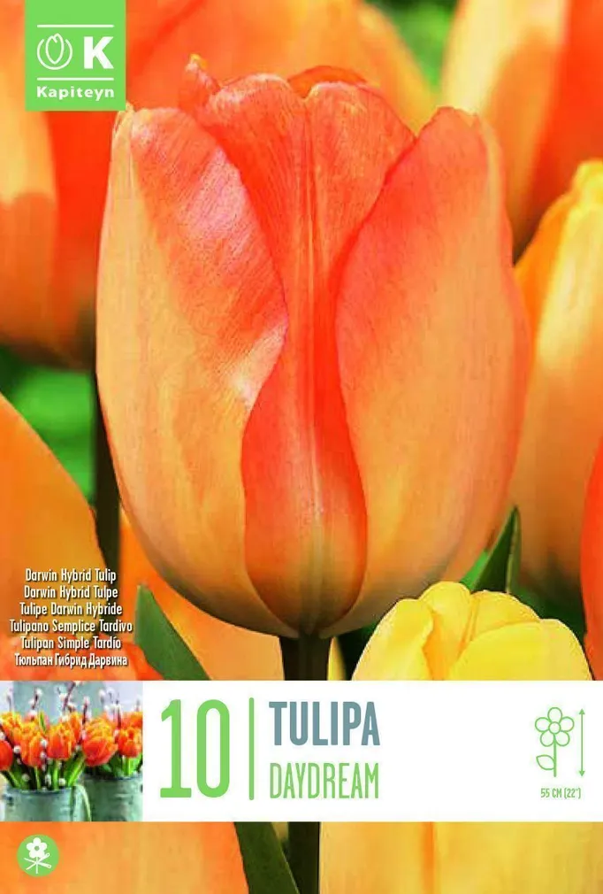 LILLESIBUL KAPITEYN DARWINHÜBRIIDTULP "DAYDREAM"