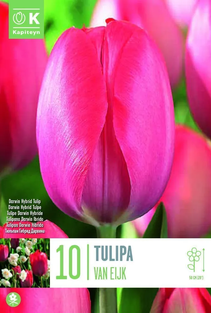 LILLESIBUL KAPITEYN DARWINHÜBRIIDTULP "VAN EIJK"