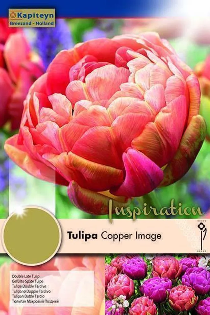 LILLESIBUL KAPITEYN TÄIDISÕIELINE TULP "COPPER IMAGE"
