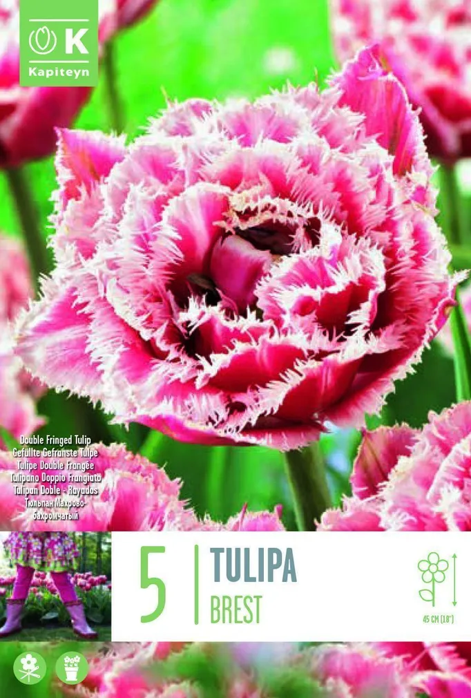 LILLESIBUL KAPITEYN TÄIDISÕIELINE TULP "FRINGED BREST"