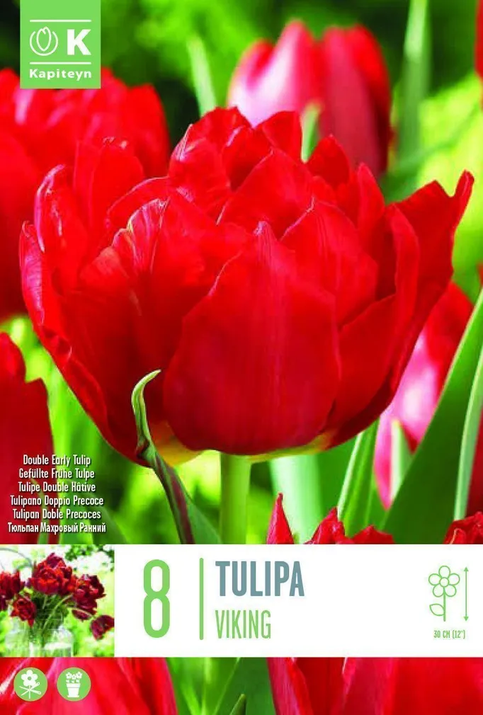 LILLESIBUL KAPITEYN TÄIDISÕIELINE TULP "VIKING"