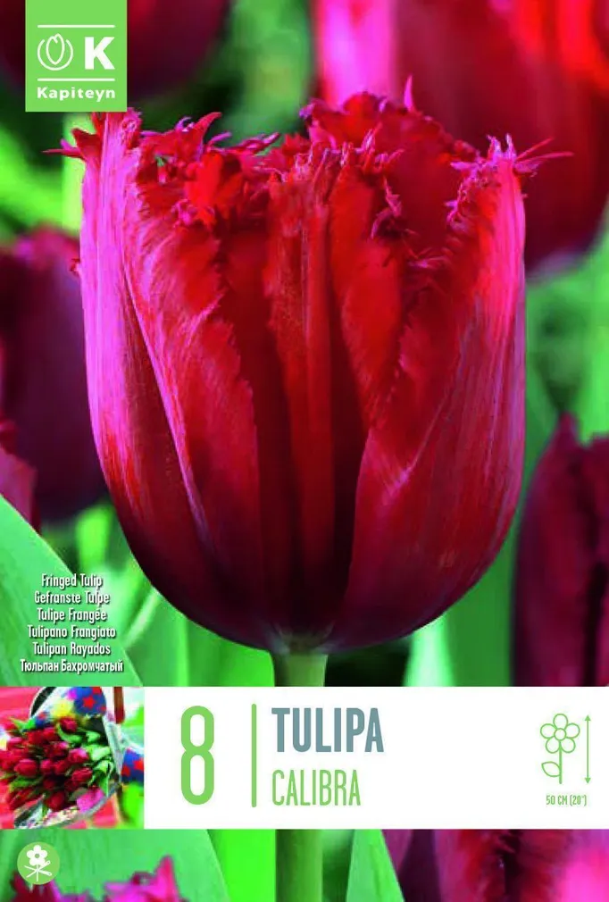 LILLESIBUL KAPITEYN NARMASÕIELINE TULP "CALIBRA"