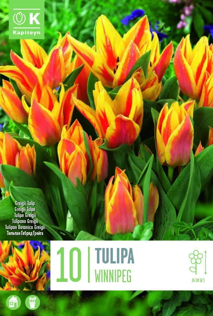 LILLESIBUL KAPITEYN GREIGI TULP "WINNIPEG"