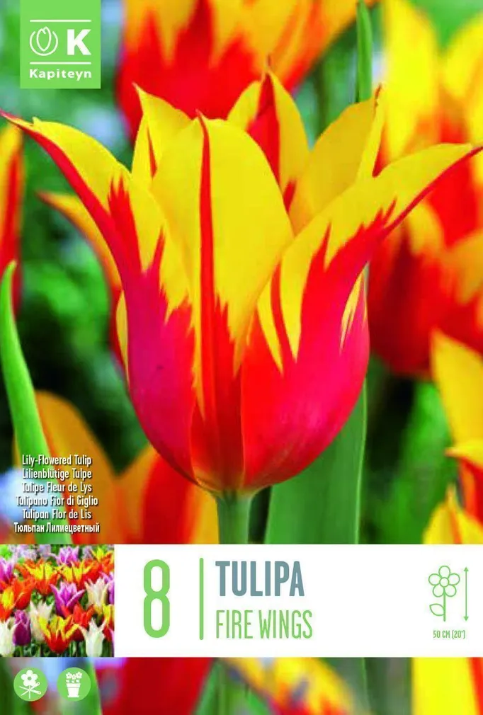 LILLESIBUL KAPITEYN LIILIAÕIELINE TULP "FIRE WINGS"