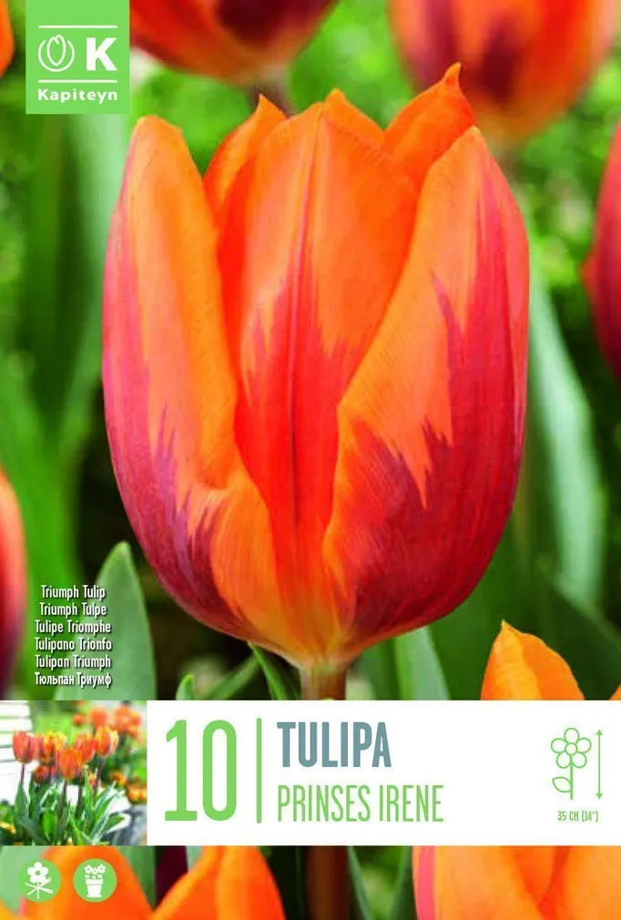LILLESIBUL KAPITEYN TRIUMFTULP "PRINSES IRENE"